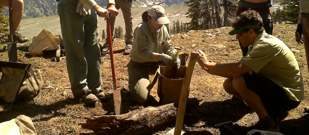 Whitebark Pine Restoration Project Photos