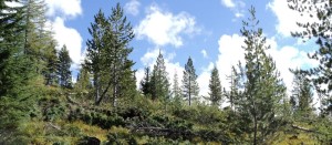 Whitebark Pine Restoration Project Photos