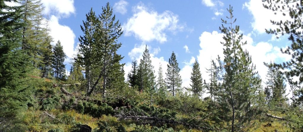 Whitebark Pine Restoration Project Photos