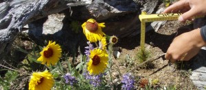 Whitebark Pine Restoration Project Photos