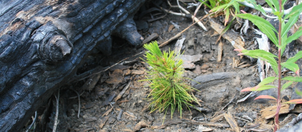 Another recent Pine Tar reformulation? : r/DrSquatch
