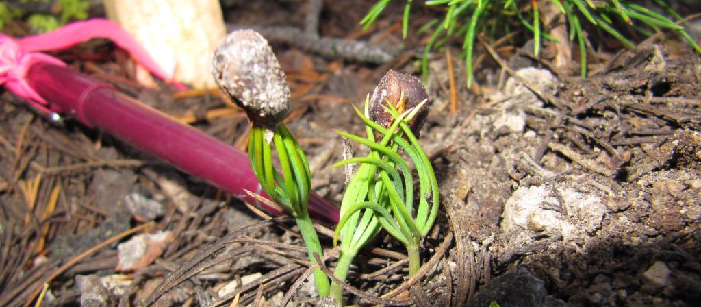 Whitebark Pine Restoration Project Photos
